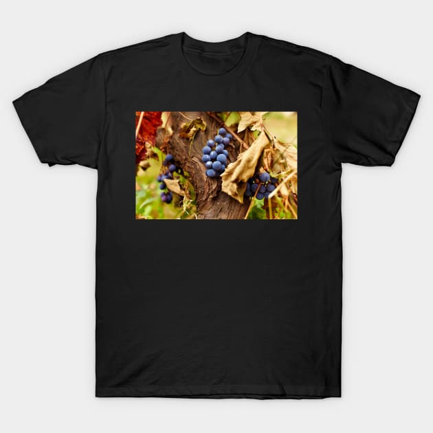 Blue grapes on a vine, closeup T-Shirt by naturalis